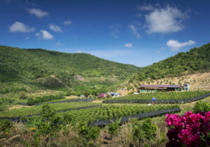 A scenic pepper farm in the Kampot region