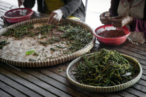 Farmers sorting and selecting fresh peppers in Kampot 