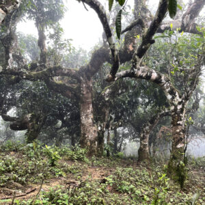 The centuries-old Shan Tuyết tea trees in Hà Giang region